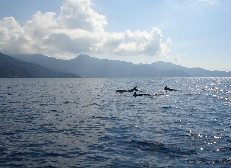 Picture 3 for Activity Calvi: Private Speedboat Tour to Wild Beaches with Aperitif