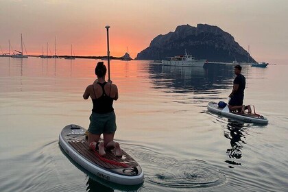 Stand Up Paddle Tour Dolphins Experience Golfo Aranci