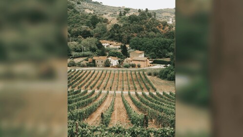 Lucques : Visite guidée de la cave avec dégustation de vin