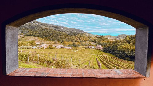 Lucca: visita guiada a la bodega con degustación de vinos