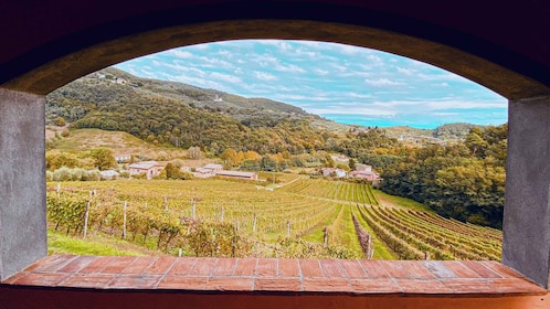 Lucques : visite guidée d'un domaine viticole avec dégustation de vin