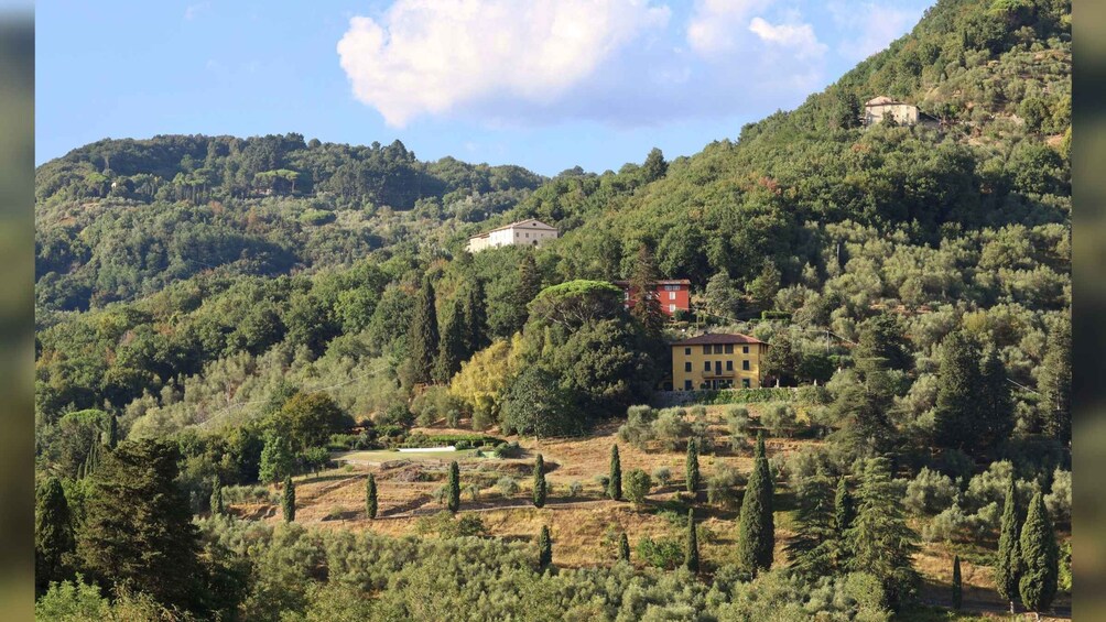 Picture 7 for Activity Lucca: Guided Winery Tour with Wine Tasting