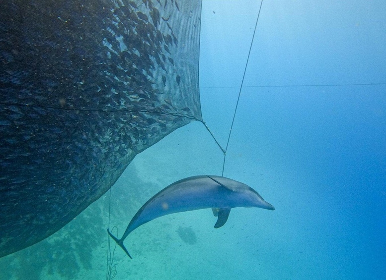 Picture 5 for Activity Kamiros Skala: Marine Life Experience by Boat