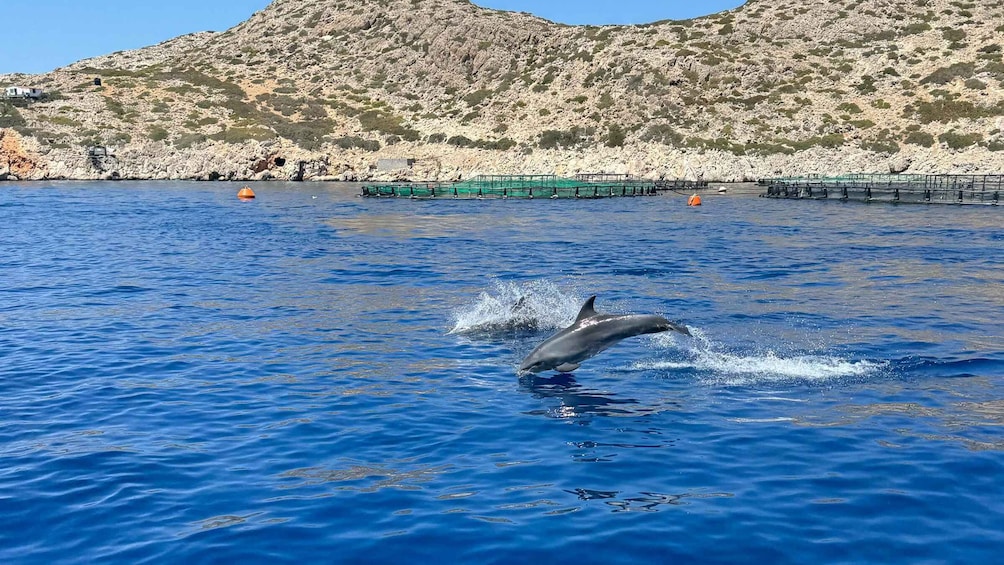 Picture 7 for Activity Kamiros Skala: Marine Life Experience by Boat