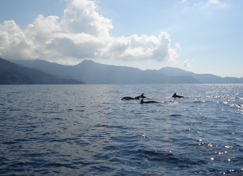 Picture 5 for Activity Calvi: Scandola and Piana Guided Boat Tour