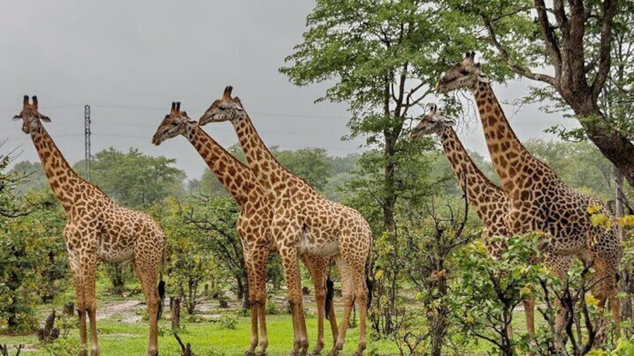 Full Day Durban & Phezulu Safari Park Tour from Durban