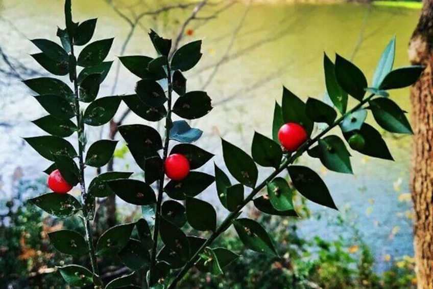 Discover Secret Lakes Forests and Hills in Istanbul by Hiking