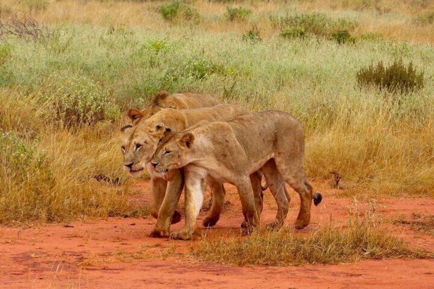 Private Full-Day To The Tsavo East National Park from Malindi