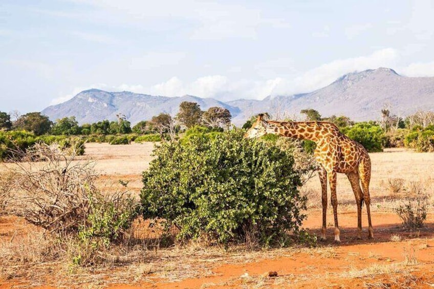 Private Full-Day To The Tsavo East National Park from Malindi
