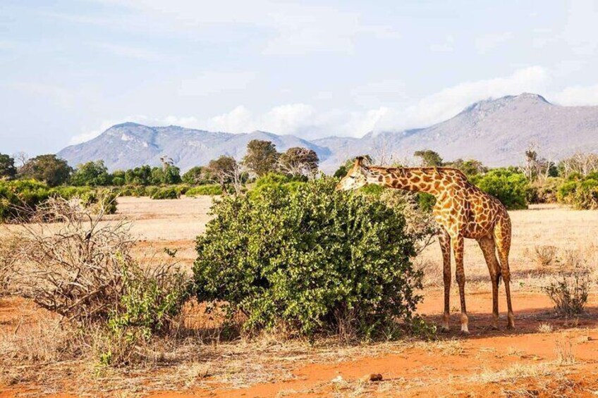 Private Full-Day To The Tsavo East National Park from Malindi