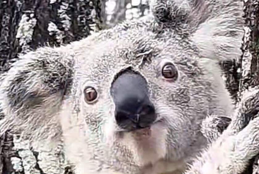 See Koalas in their habitat.