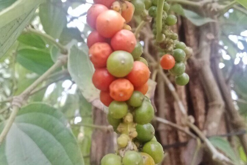 KAMPOT TRAVEL-Pepper farm. Cave.Secret lake-Crab market & Salt...