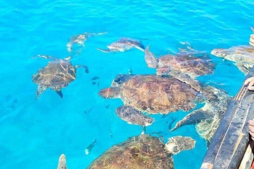 Snorkeling with sea turtles & tropical fish