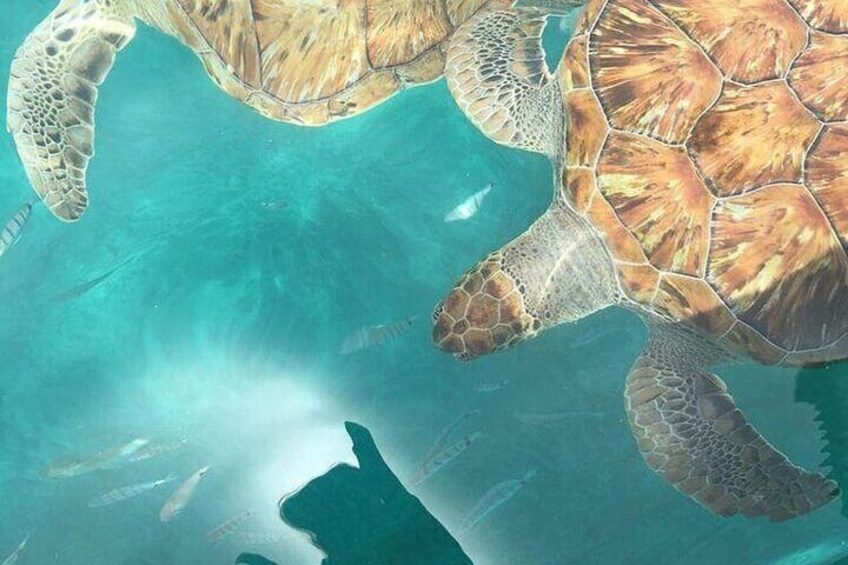 Spectacular experience with sea turtles