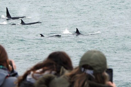 Orcas Private Tour Puerto Madryn Caleta Valdes or Punta Norte