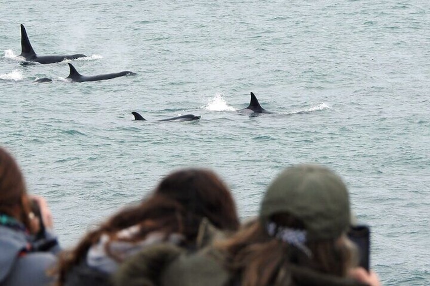 Orcas Watching Private Tour in Punta Norte or Caleta Valdes