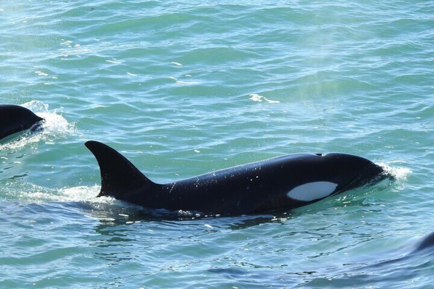 Orcas Watching Private Tour in Punta Norte or Caleta Valdes