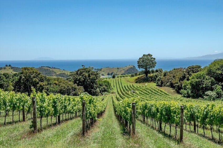 4 hour Far End of Waiheke Scenic Wine Tour on Electric Vans