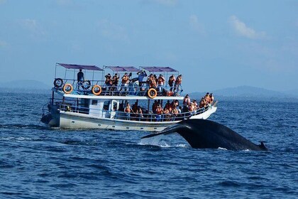 Bespoke Whale Watching Cruise to witness finned giants – Mirissa