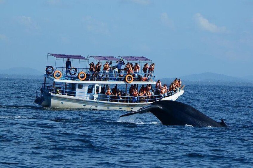 Bespoke whale watching private cruise to encounter finned giants – Mirissa