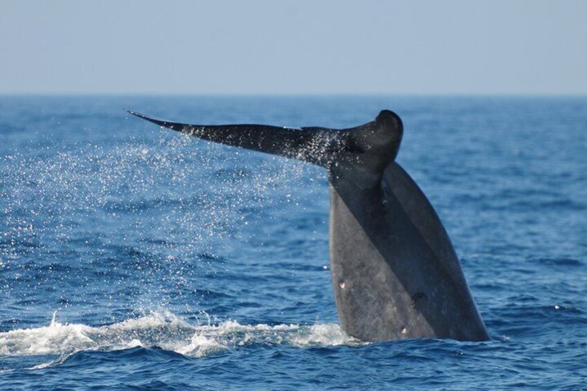 Bespoke whale watching private cruise to encounter finned giants – Mirissa