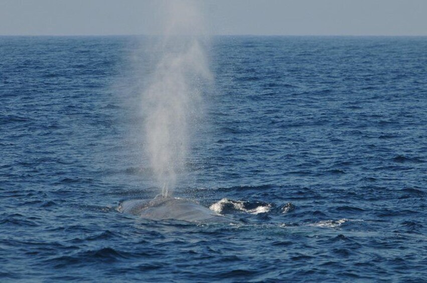 Bespoke whale watching private cruise to encounter finned giants – Mirissa