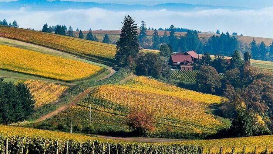 gorgeous landscape in all weather in Willamette Valley