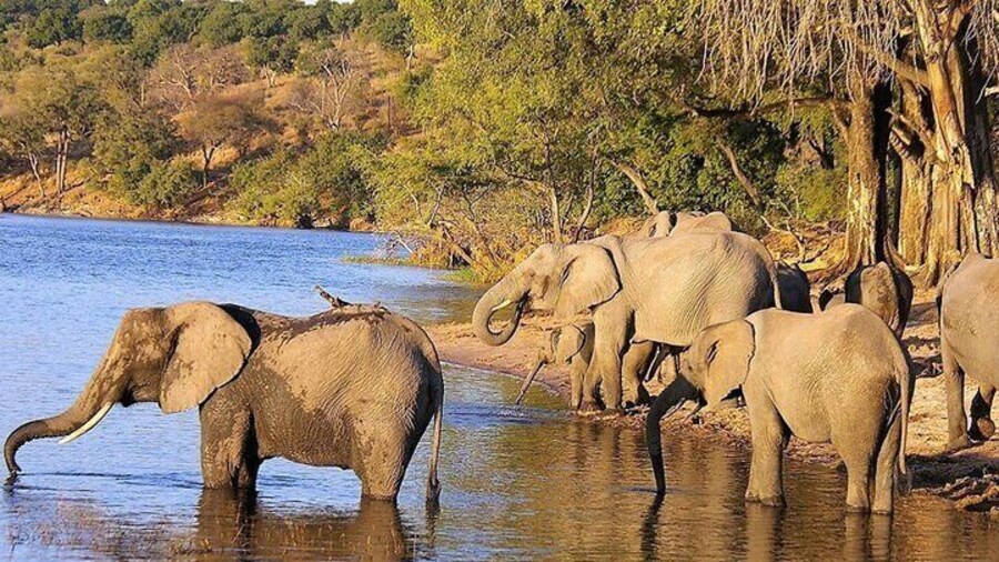 4 Day Addo National Park & Garden Route Tour from Cate Town