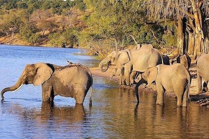 4 Day Addo National Park & Garden Route Tour from Cate Town