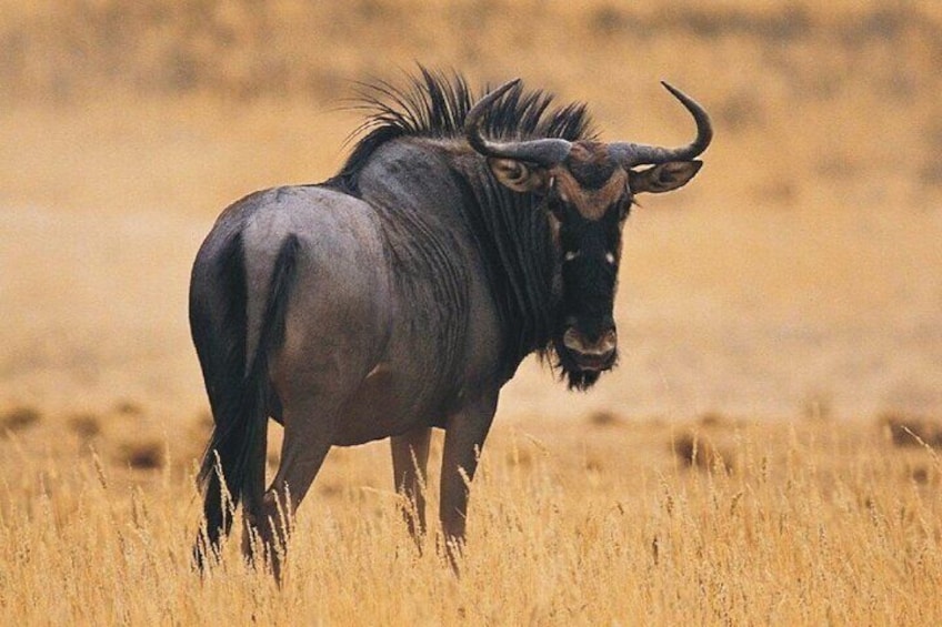 4 Day Addo National Park & Garden Route Tour from Cate Town
