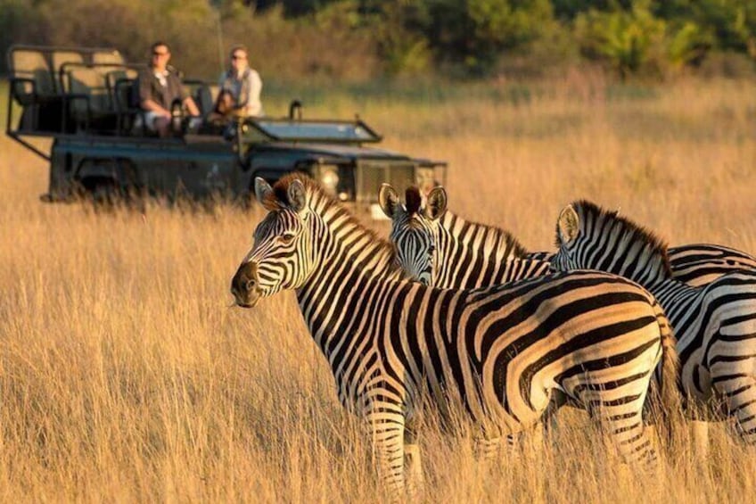 4 Day Addo National Park & Garden Route Tour from Cate Town