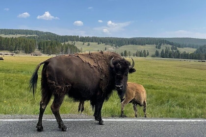 Lower Loop Full-Day Private Tour of Yellowstone