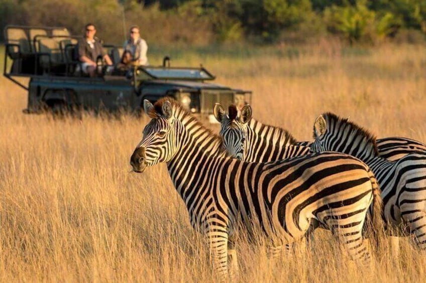 Full Day Hluhluwe Imfolozi Private Game Reserve from Durban