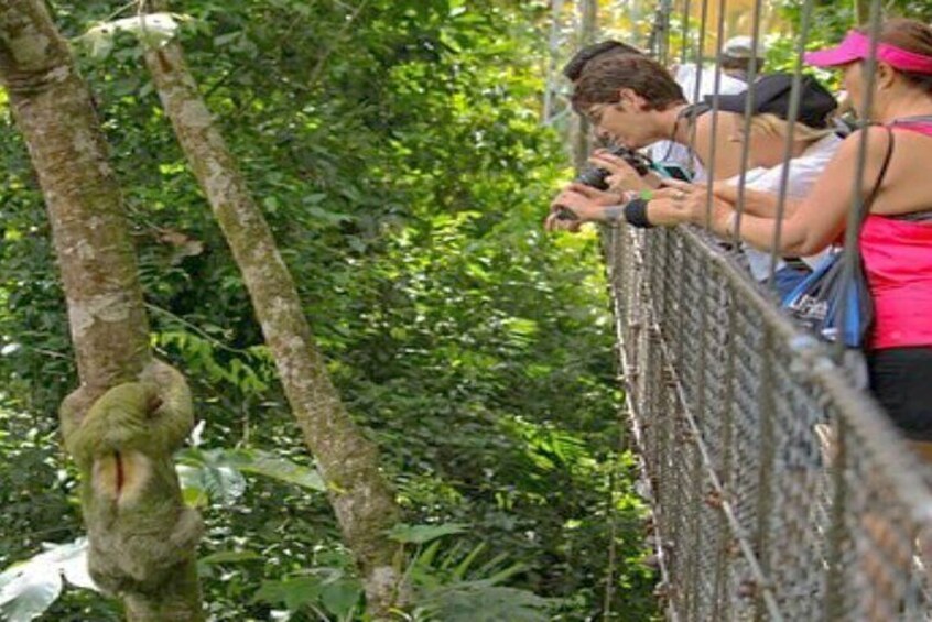 Sloth Watching