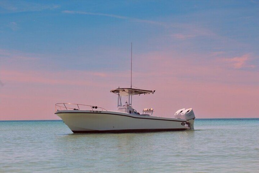 Shell Island Adventure for 3 Hours: Dolphin View and Snorkeling