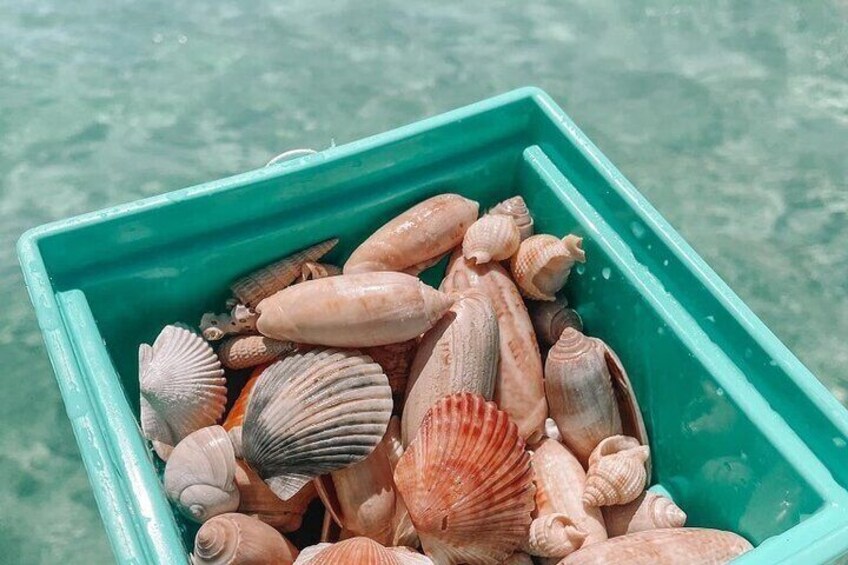 Shell Island Adventure for 3 Hours: Dolphin View and Snorkeling