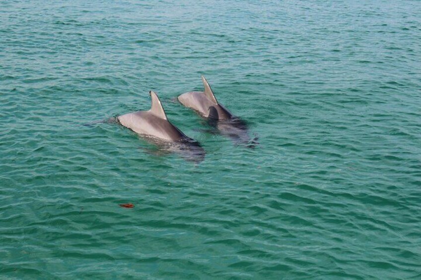 Shell Island Adventure for 3 Hours: Dolphin Tour and Snorkeling