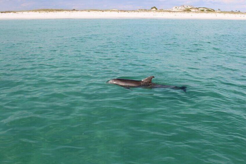 Shell Island Adventure for 3 Hours: Dolphin Tour and Snorkeling