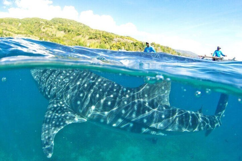 Full Day Shark Watching and Canyoneering in Cebu 