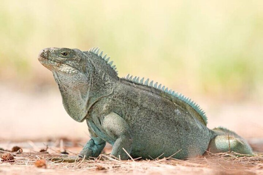 Iguana Island Tours