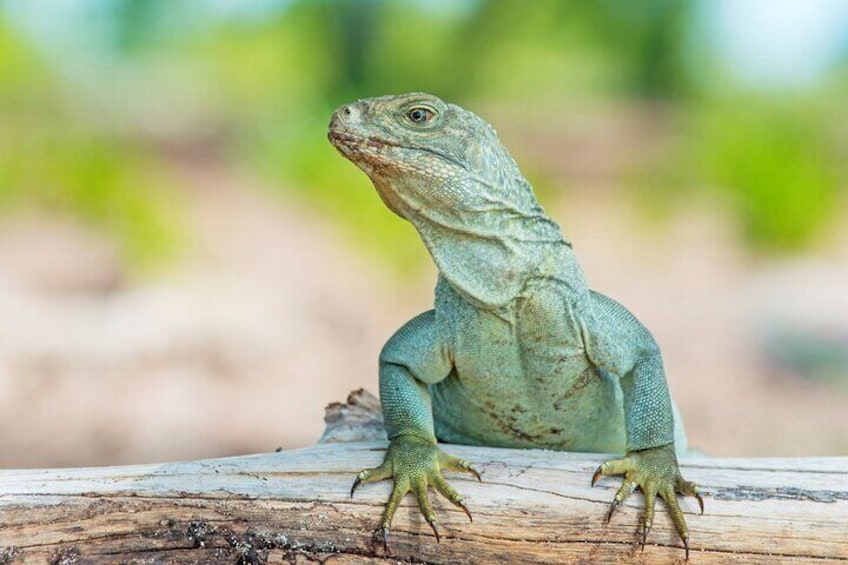 Iguana Island Tours