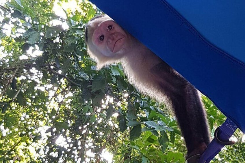 Gatun Lake & Monkey Experience