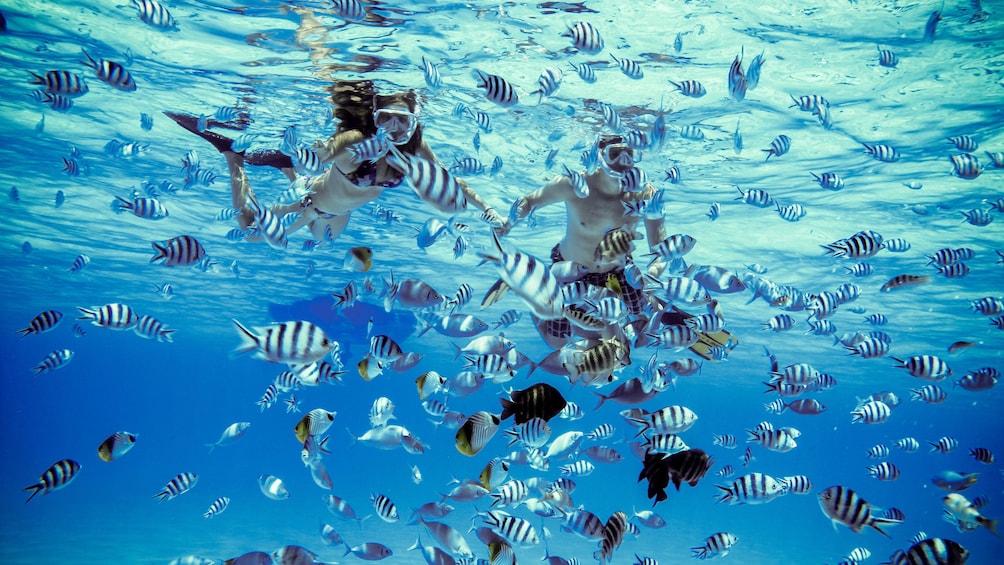 Show item 3 of 10. Snorkelers surrounded by tropical fish in Bora Bora