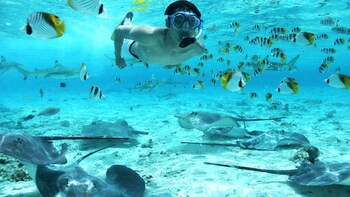 Bora Bora Lagoon Snorkelling Tour with Shark & Stingray