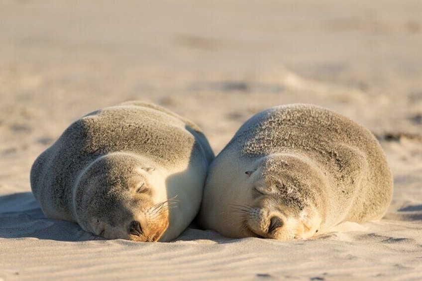 Seals at Seal Bay Conservation Park Kangaroo Island (Chris Bray)