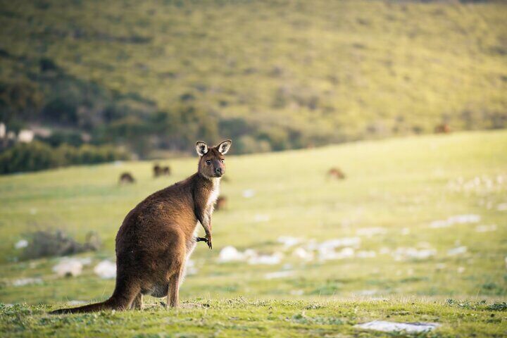 Kangaroo at Stoke Bay
