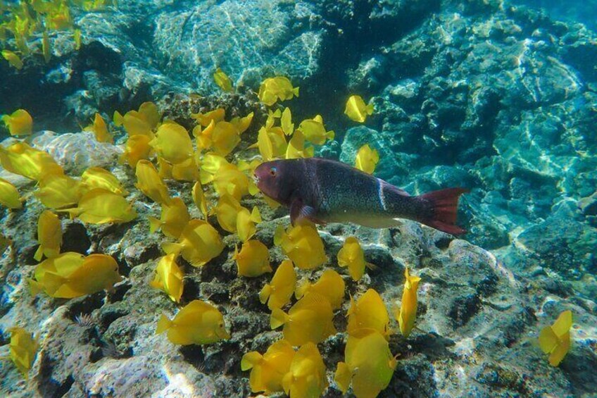 Kona Coast Snorkel Tour