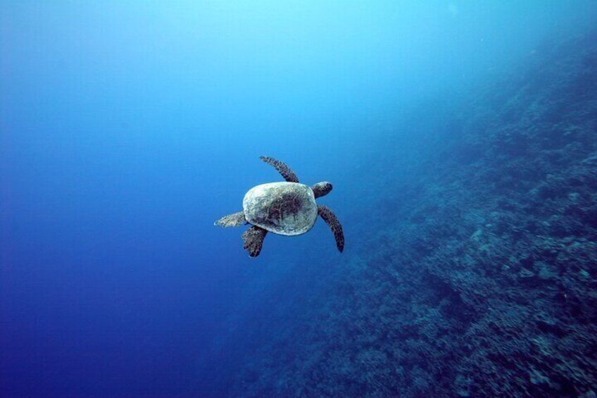 Kona Coast Snorkel Tour