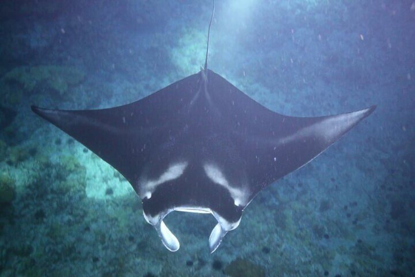 Manta Ray Night Snorkel Tour from Kona