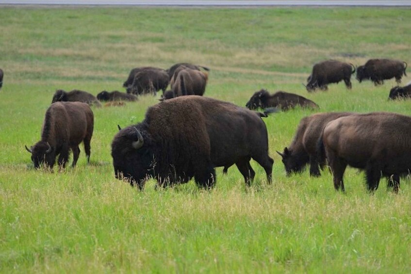 Picture 1 for Activity Buffalo Jeep Safari & Mammoth Site Tour